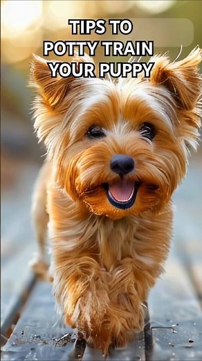 The ABSOLUTE BEST Potty Training Tips for Yorkie Owners #shorts #pottytraining