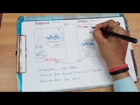 Axis formation in Drosophila || Segment polarity Signaling or engrailed-wingless gene interactions