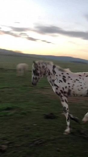 Appaloosa Horse Galloping Across Grassy Field