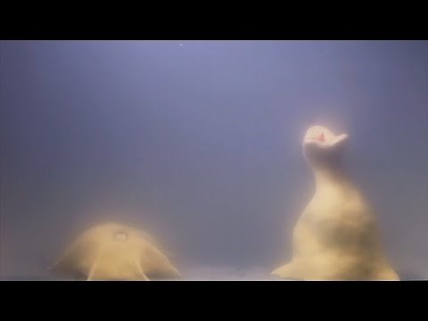 TWO HOMUNCULUS IN ONE TANK? | homunculi footage analysed