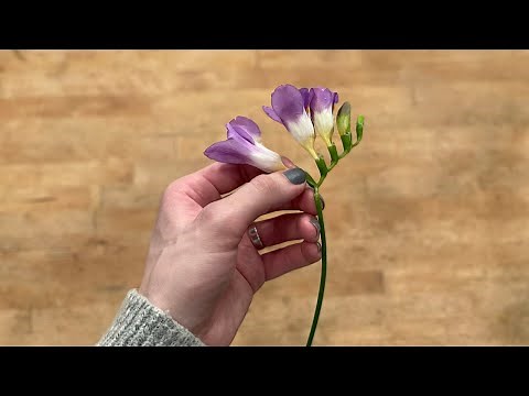 Freesia Care and Handling