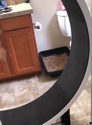 Funny Cats on Treadmill - Hilarious Cat Moments