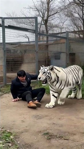 Wild White Tiger Attacks Human