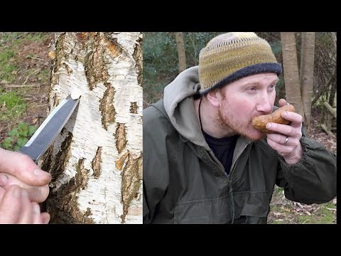 How to Tap Birch Tree Sap - Bushcraft tutorial
