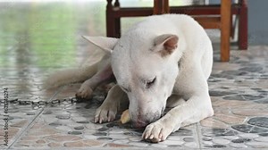 Domestic dog gnawing a chewing bone. Chewing on bones or bully sticks helps to encourage their teeth to develop.