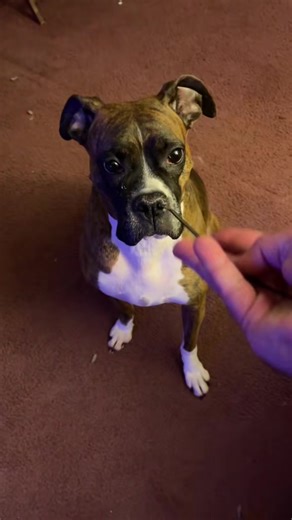 Is my Ruby girl related to Harry Potter? #bobandelliothismustache #lorax #escanor #harrypotter #mustache If you or someone you know may be struggling with suicidal thoughts, you can call the U.S. National Suicide Prevention Lifeline at 988 any time day or night, or chat online. Crisis Text Line also provides free, 24/7, confidential support via text message to people in crisis when they dial 741741.