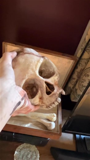 Getting there with the #crossbones and #skull for the #cabinetofcuriosities | Richard Page