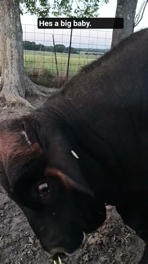 Sampson acting all tough..#beefmaster #bull #farming #cow