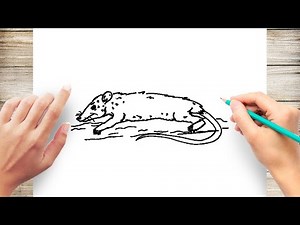 How to Draw Opossum Step by Step for Kids
