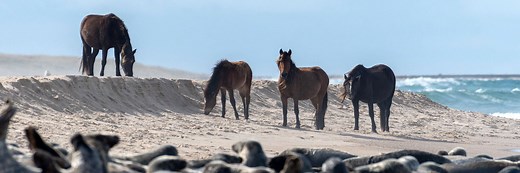 Sable Island Tour - Picture Perfect Tours