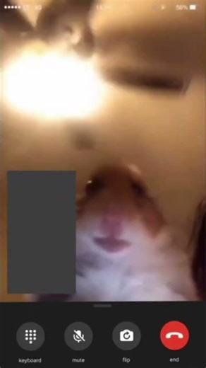#hamster #memes #funny #loop