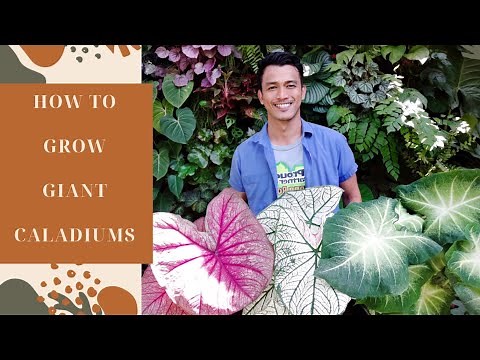 HOW TO GROW GIANT CALADIUMS