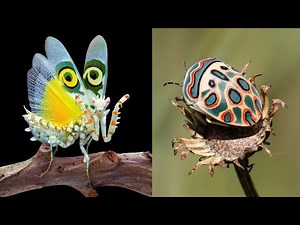 Top 10 Most Beautiful Insects