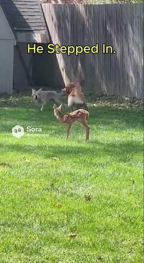 Dog Saves Baby Deer From Coyote in Backyard 😱🐶🦌