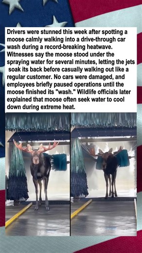 Moose Cools Off in Car Wash