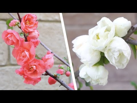 Japanese Flowering Quince & Maples 🌸🍁 Spring Garden Update [2023]