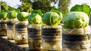 25K views · 440 reactions | I Grew Cabbage On My Balcony Without Watering And You Won't Believe The Results | Balcony Garden Ideas | Facebook