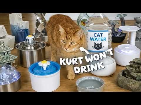 I Tried Every Trick to Get My Cat to Drink Water
