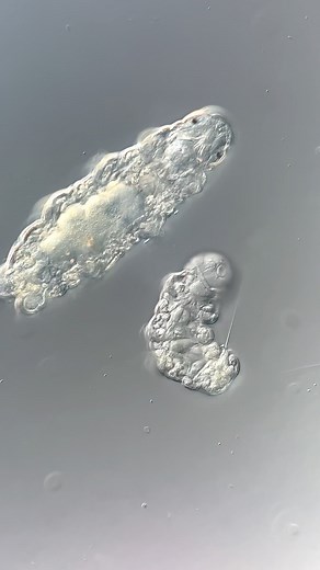 Chloé Savard on Instagram: "My water bears are having babies!!!! Aren’t baby tardigrades the cutest? 🥹 If I’m lucky enough, I’ll get to film some of them coming out of their eggs Mother bears usually lay their eggs inside the cuticle as they’re molting. Yes, you read right, they molt, just like arthropods or even snakes! The resistant cuticle helps to protect the eggs from predators and rough environmental conditions until the babies hatch! Tardigrades possess a protective cuticle, or e