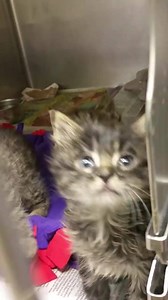 2.6K views · 145 reactions | RESCUED BY FCACC! THE CANOODLES - ID #A148316- 318 2 Male, 1 Female / 3 weeks Cage # ISO Stray - found at 4600 block of N Thatcher Ave. Intake: 5/21/16 Out Date: 5/26/16 The Canoodles came in as stray. They all have some eye issues going on, but otherwise seem healthy. They are mush babies and are mostly eating on their own. Their eyes are being treated in ISO. Come rescue these adorable kittos. | CACC Cats | Facebook