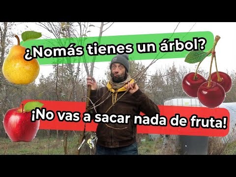 ¿De verdad necesitas dos árboles frutales para que den fruto? ¿Autofértiles o autoinfértiles?