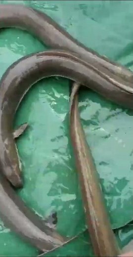 Eel Aquaculture Farming Harvesting in Pond #agriculture #eel #eelfeeding #eelfishing #shorts #viral
