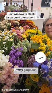 Cool Flower is the concept of how to grow cool-season hardy annuals in your garden! Learn when you plant! Comment SPRING to signup for the free webinar: “When DO YOU Plant Cool Flowers?” #gardenersworkshopfarm | The Gardener's Workshop