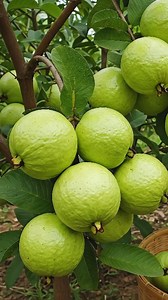 2.5K views | "Grow Juicy Guava at Home – Easiest Propagation Trick Revealed!" #GrowGuava #GuavaTree #HomeGardening #EasyGardening #PlantLovers #GuavaLovers #KitchenGarden #PropagationHack #GrowAtHome #OrganicFarming #FruitGarden #UrbanGardening #MyGreenHome #GreenThumb #PlantPropagation #MittiSeRishta #BackyardFarming #NatureAtHome #DesiGardener #HomeGrownFruits #GardenVibes #GuavaGrowingTips #GrowYourFood #PlantCare #GuavaPlant | The NextEra Science | Facebook