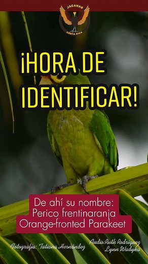 Identifica el Orange-fronted Parakeet en Costa Rica