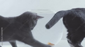 cats want to eat goldfish in an aquarium