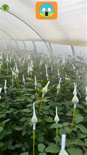 Rose farming / Rose farming process / farming devlopement