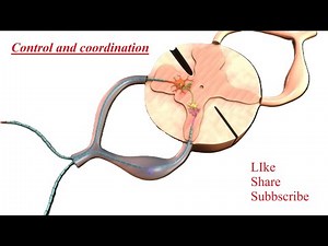Reflex action (Neural Control and Coordination) Class 10th std. CBSE/NCERT Biology