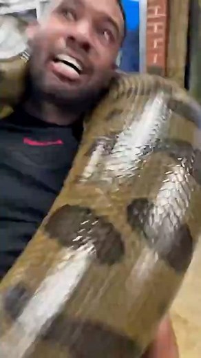 10 biggest snakes in the world #snake #shotrs