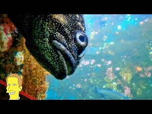 SEATTLE AQUARIUM TOUR: Exploring Sea Life at Pier 59