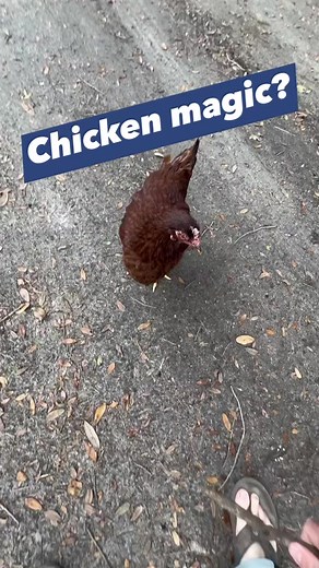 Chicken magic is only real if you believe in it #chickenmagic #chicken #petchicken #mythbusters #chickenmyth | James Weston