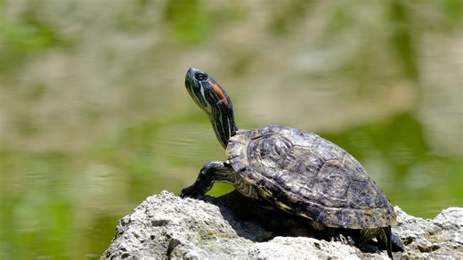 Tortoise, Animal, Reptile. Free Stock Video
