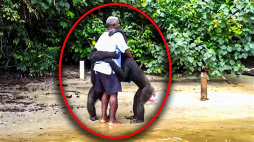 Heartbreaking Story Of Apes And A Baby Abandoned On Island After They Finished Experimenting On Them