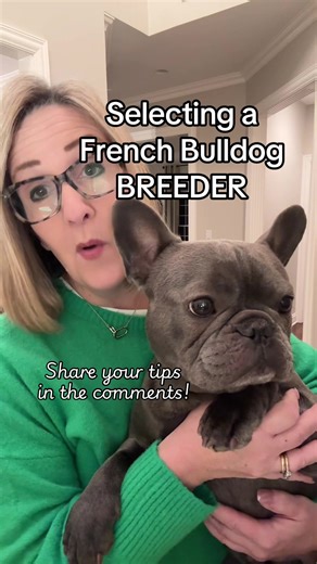 Tips for Selecting a French Bulldog Breeder