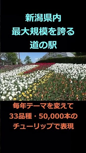 [Breathtaking Flower Garden] A miraculous view filled with 50,000 tulips🌷 The birthplace of tulip...