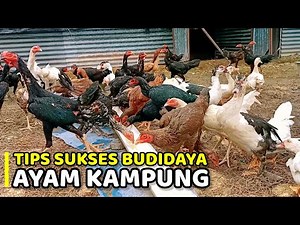 TIPS SUKSES TERNAK RATUSAN AYAM KAMPUNG DENGAN KANDANG SEMI INTENSIF