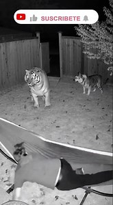 TIGER ATTACK IN BACKYARD: Hero Dog Saves Sleeping Owner | CCTV Infrared