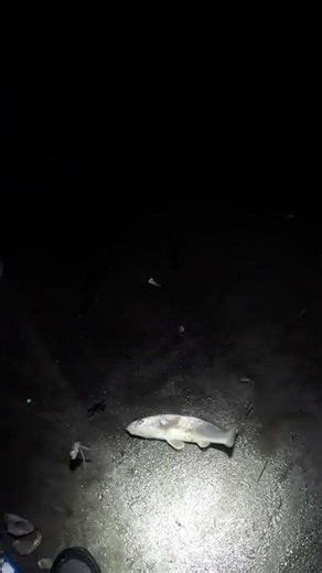 THIS WHITING DESTROYED THE SHRIMP! 😱🐟 Night Fishing Madness at Boynton Beach Inlet!