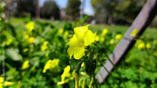 Bermuda buttercup: a species of tristylous flowering plant, its botanical name is Oxalis pes-caprae.