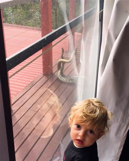 30K views · 465 reactions | Toddler witnesses a fascinating carpet python duel!  | MetDaan Animals | Facebook