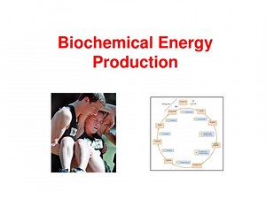 Biochemical Energy Production - SlideServe
