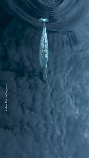Often called "unicorns of the sea," narwhals are uniquely adapted to Arctic waters. They migrate with the seasonal formation and melting of sea ice, travel in small pods, and can dive nearly 4,900 feet (1,500 meters) in search of food beneath the ice. Their elusive nature makes every sighting remarkable, a fleeting glimpse into one of the ocean’s most mysterious lives. Video by Martin Gregus Jr. | National Geographic