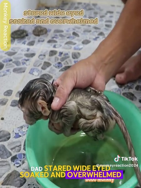 Baby Monkey Cry Leak Po-op while Having Bath Make Dad Hard Shaking It