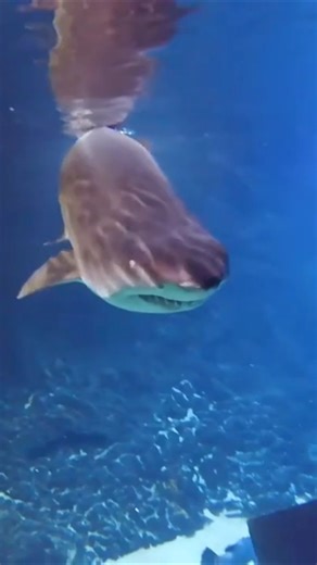 Shark Cage Snorkel 🦈 Broadnose Sevengill Shark!!