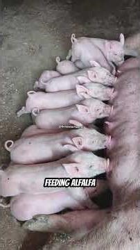 Guniea pig pellets guide#GuineaPigCare #GuineaPigPellets#SmallPetNutrition#PetCareTips #HealthyGuin