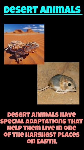 Desert Animals